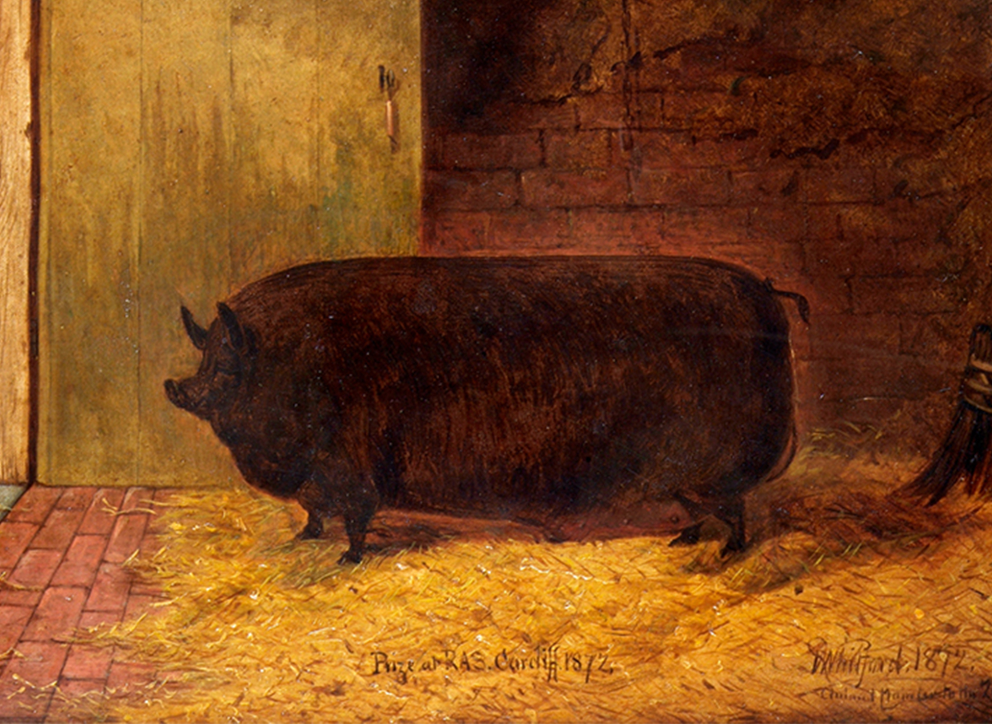 A portrait of a giant hog